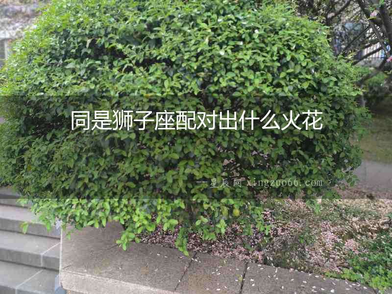 同是獅子座配對出什么火花