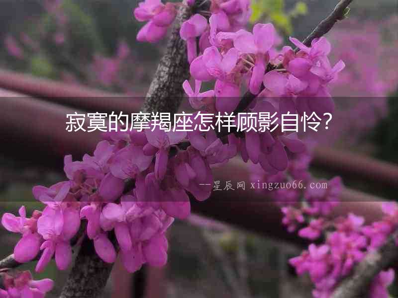 寂寞的摩羯座怎樣顧影自憐？
