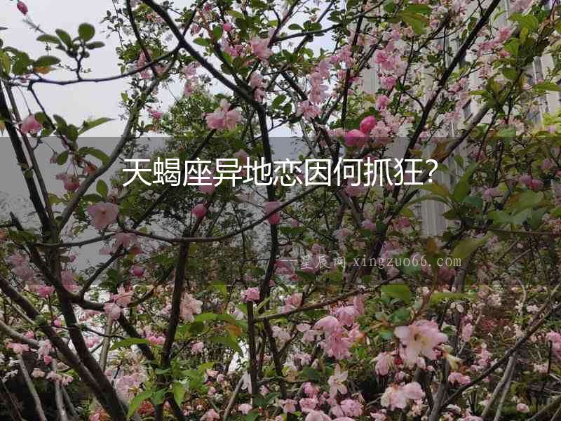 天蝎座異地戀因何抓狂？