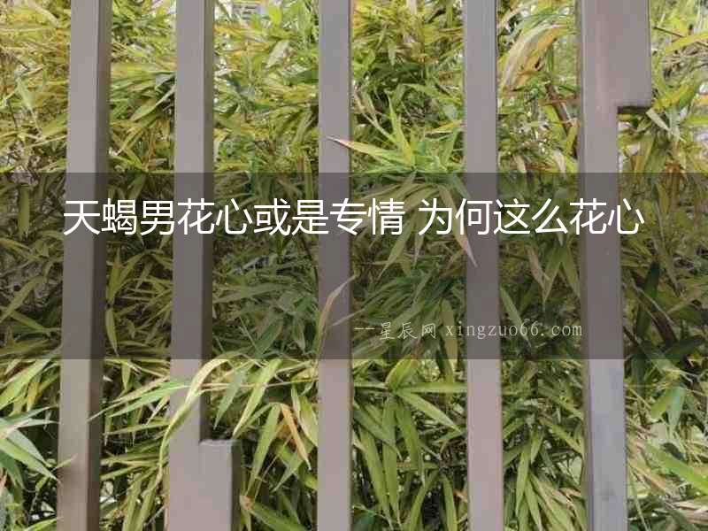 天蝎男花心或是專情 為何這么花心