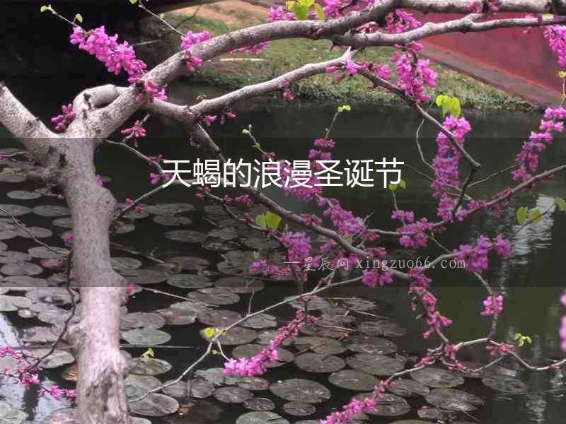 天蝎的浪漫圣誕節(jié)