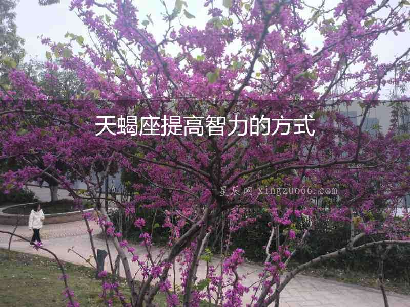 天蝎座提高智力的方式