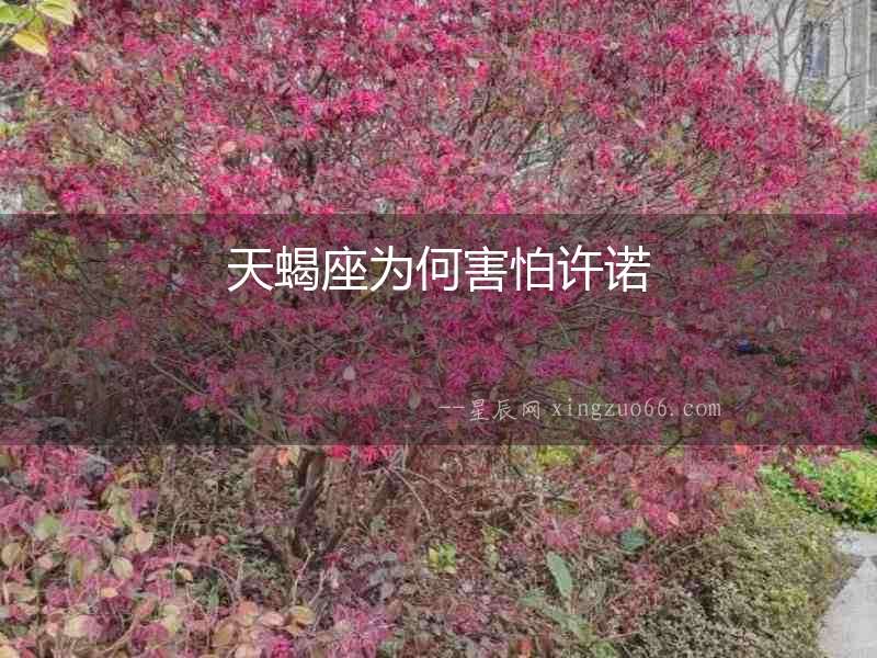 天蝎座為何害怕許諾