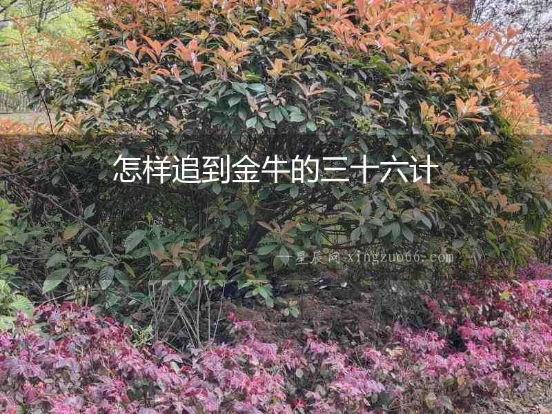 怎樣追到金牛的三十六計(jì)