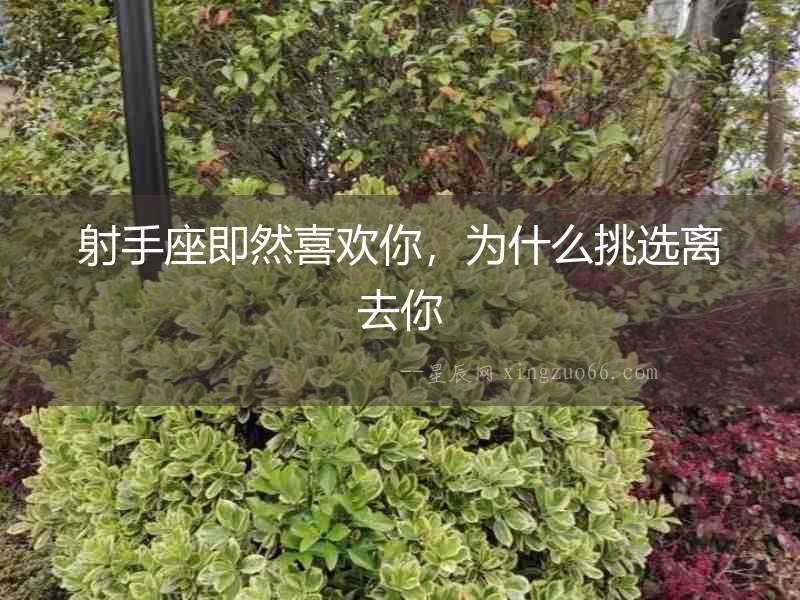 射手座即然喜歡你，為什么挑選離去你