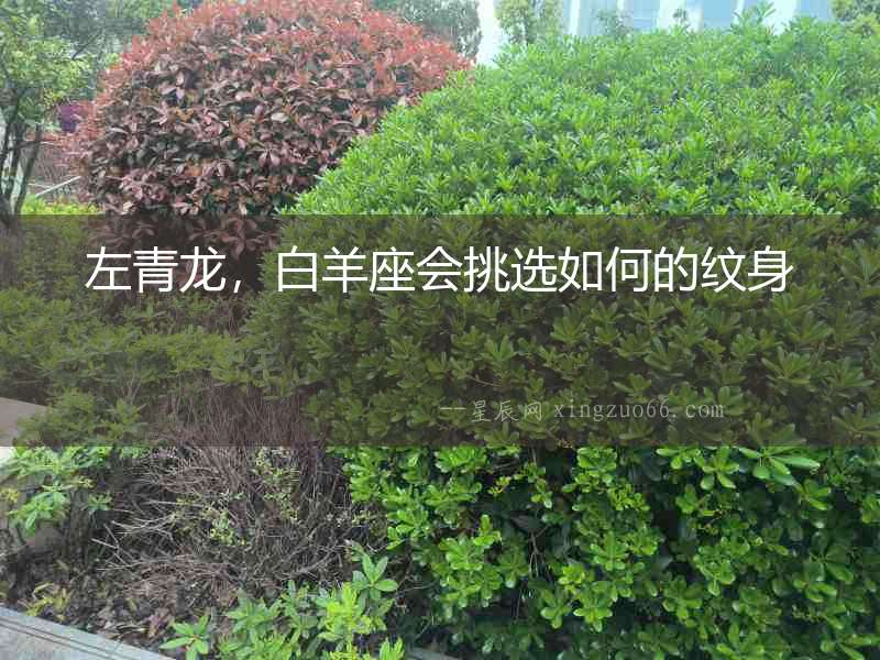 左青龍，白羊座會挑選如何的紋身