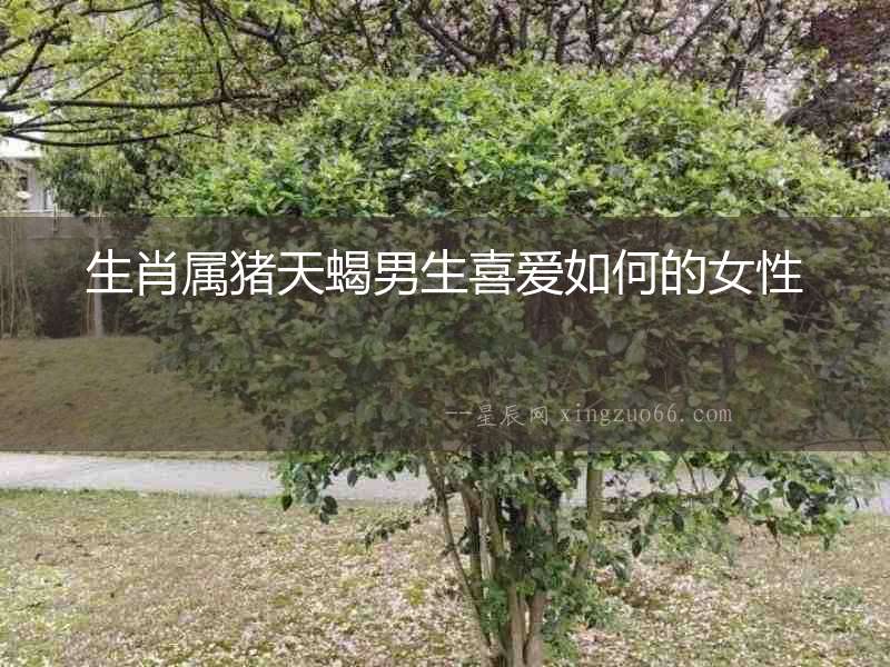 生肖屬豬天蝎男生喜愛如何的女性