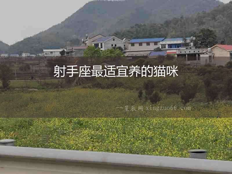射手座最適宜養的貓咪
