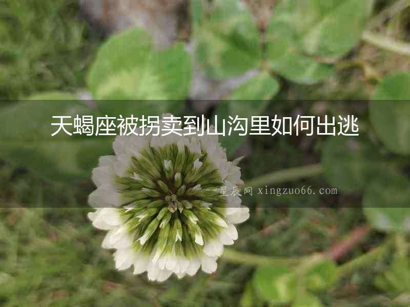 天蝎座被拐賣(mài)到山溝里如何出逃