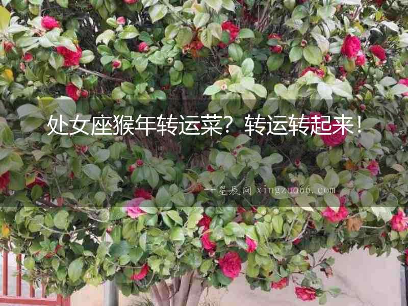 處女座猴年轉運菜？轉運轉起來！