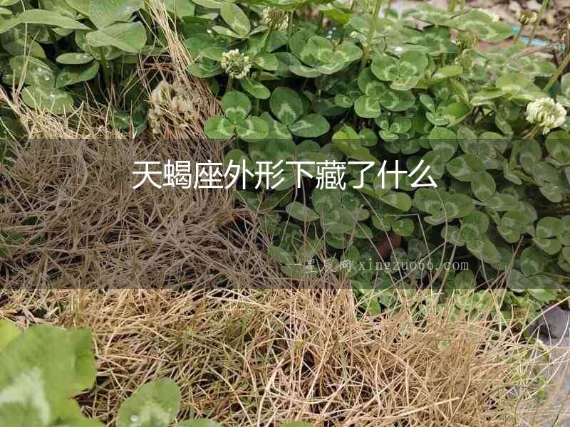 天蝎座外形下藏了什么