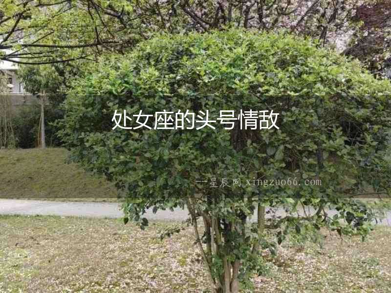 處女座的頭號情敵