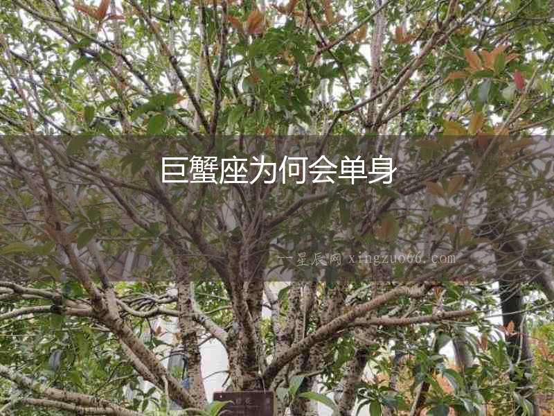 巨蟹座為何會單身
