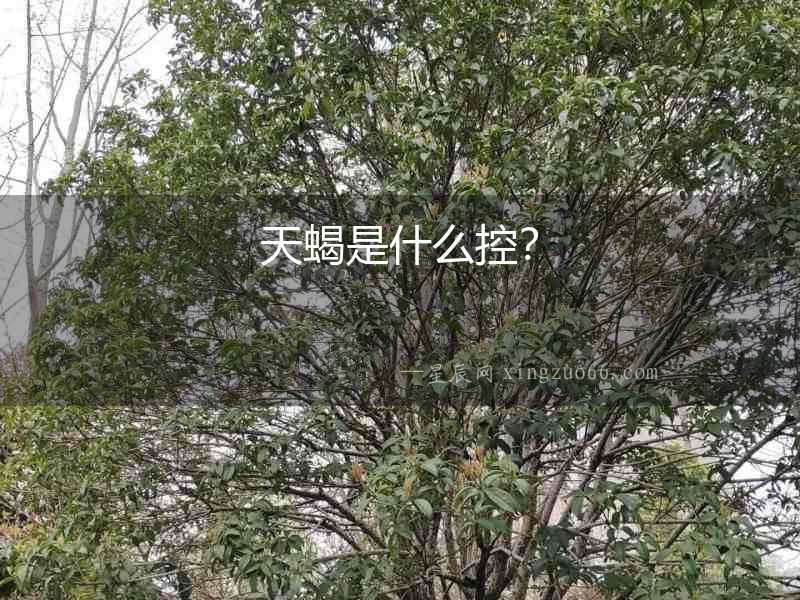 天蝎是什么控？