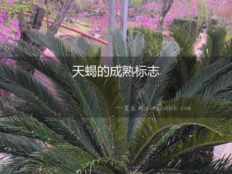 天蝎的成熟標志