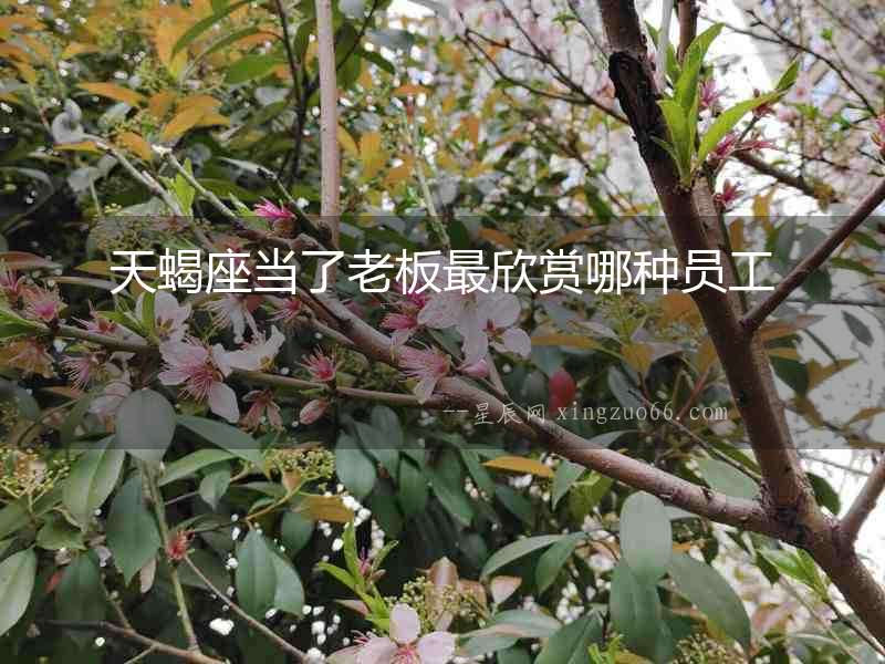 天蝎座當了老板最欣賞哪種員工