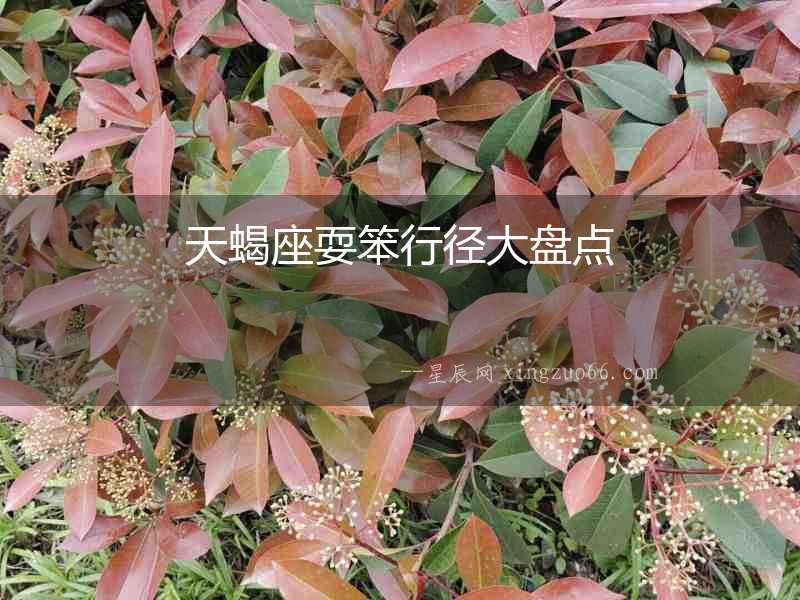 天蝎座耍笨行徑大盤點
