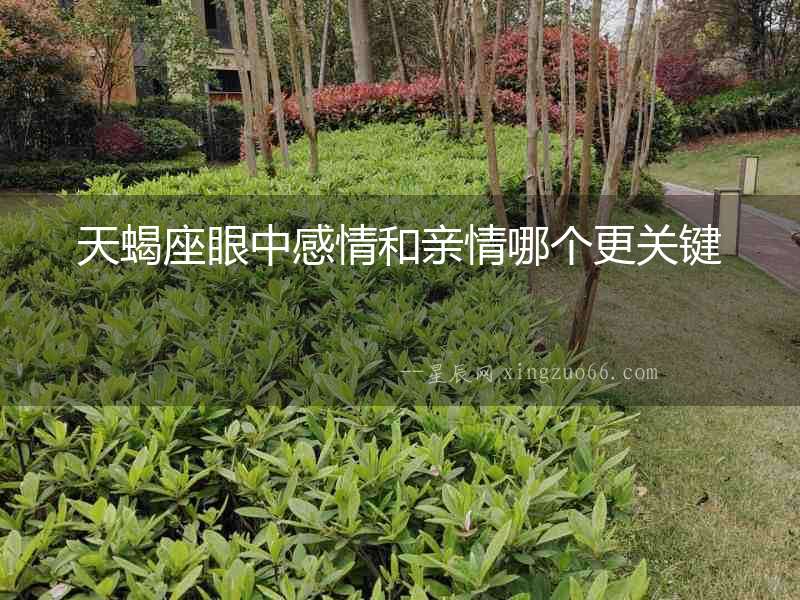 天蝎座眼中感情和親情哪個更關(guān)鍵