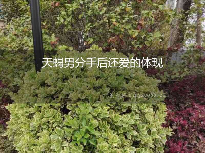 天蝎男分手后還愛的體現