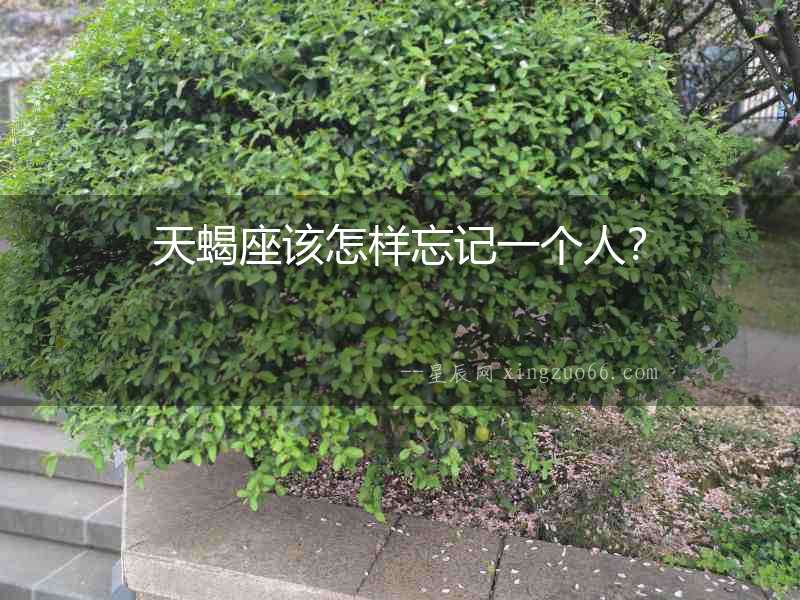 天蝎座該怎樣忘記一個人？