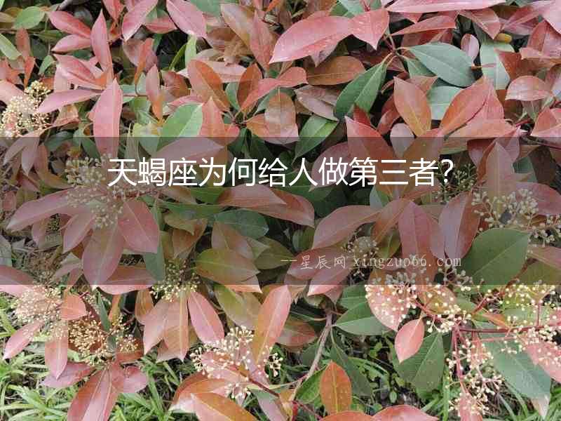 天蝎座為何給人做第三者？