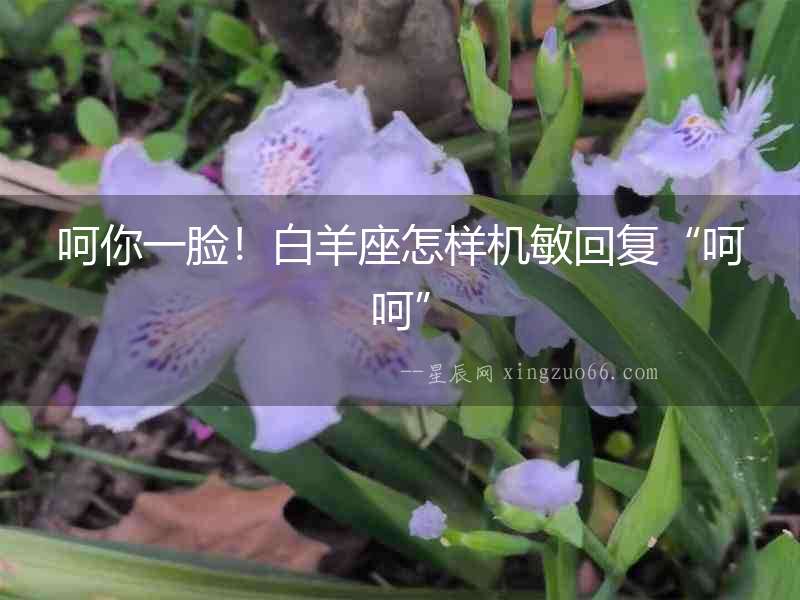 呵你一臉！白羊座怎樣機(jī)敏回復(fù)“呵呵”