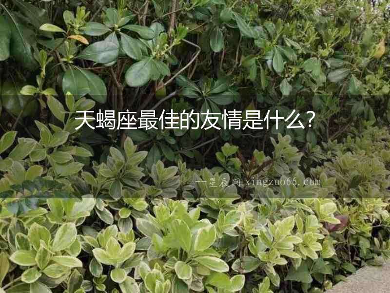 天蝎座最佳的友情是什么？