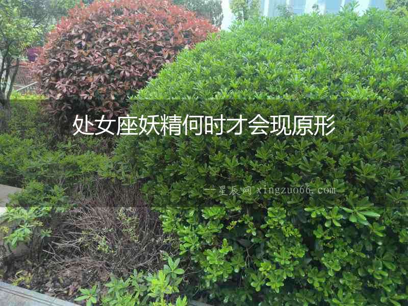 處女座妖精何時才會現(xiàn)原形