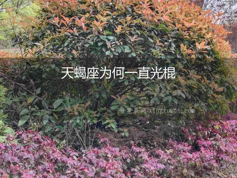 天蝎座為何一直光棍