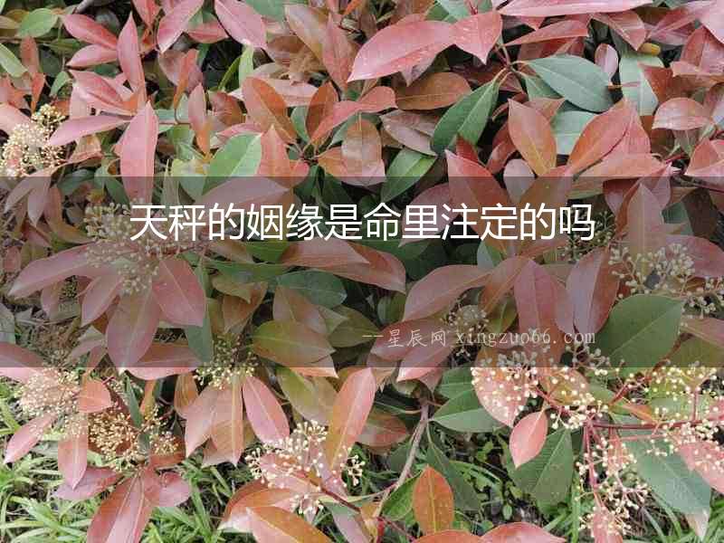 天秤的姻緣是命里注定的嗎