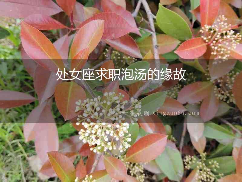 處女座求職泡湯的緣故