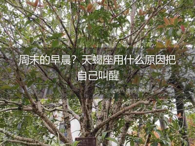 周末的早晨？天蝎座用什么原因把自己叫醒