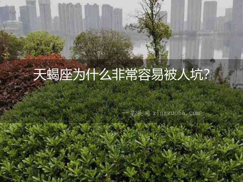天蝎座為什么非常容易被人坑？