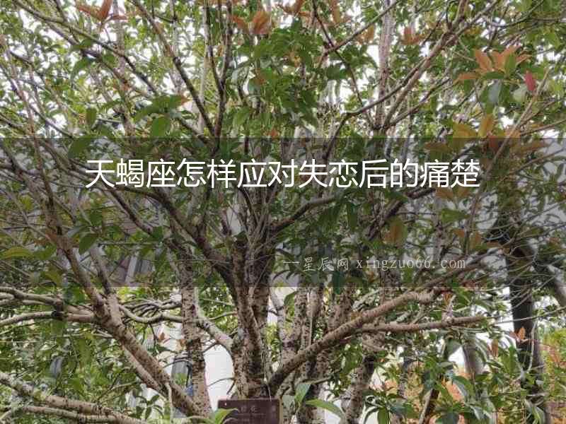 天蝎座怎樣應(yīng)對失戀后的痛楚