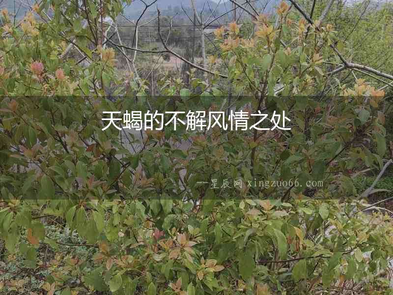 天蝎的不解風(fēng)情之處