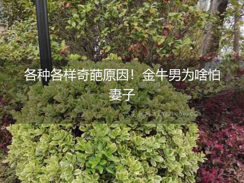 各種各樣奇葩原因！金牛男為啥怕妻子