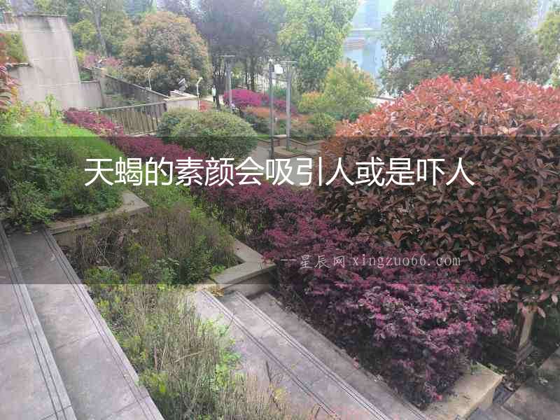 天蝎的素顏會吸引人或是嚇人