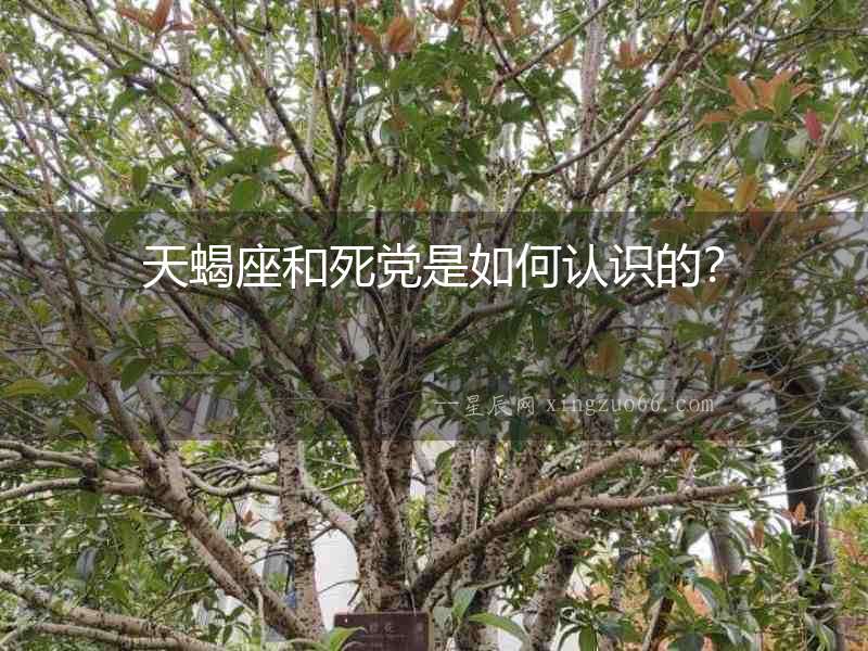 天蝎座和死黨是如何認識的？