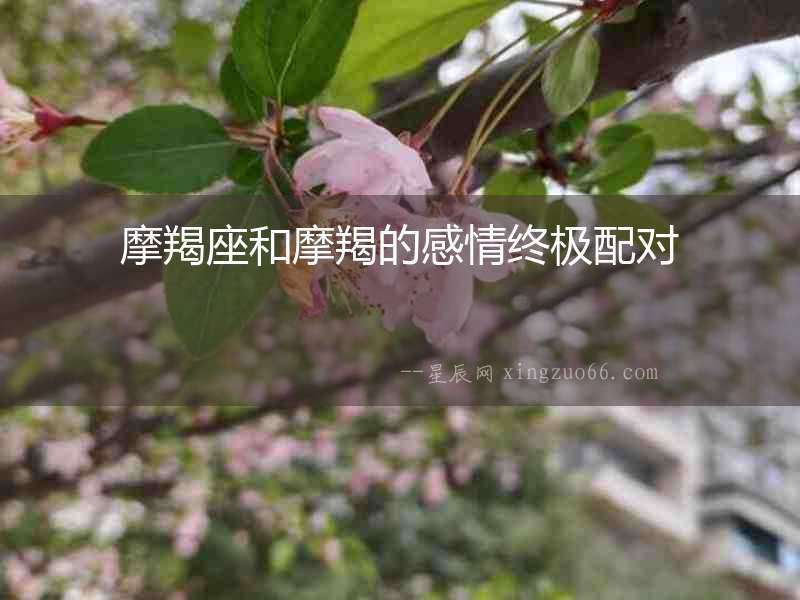 摩羯座和摩羯的感情終極配對