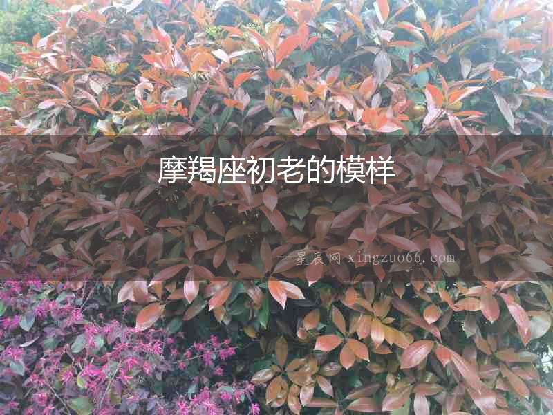 摩羯座初老的模樣