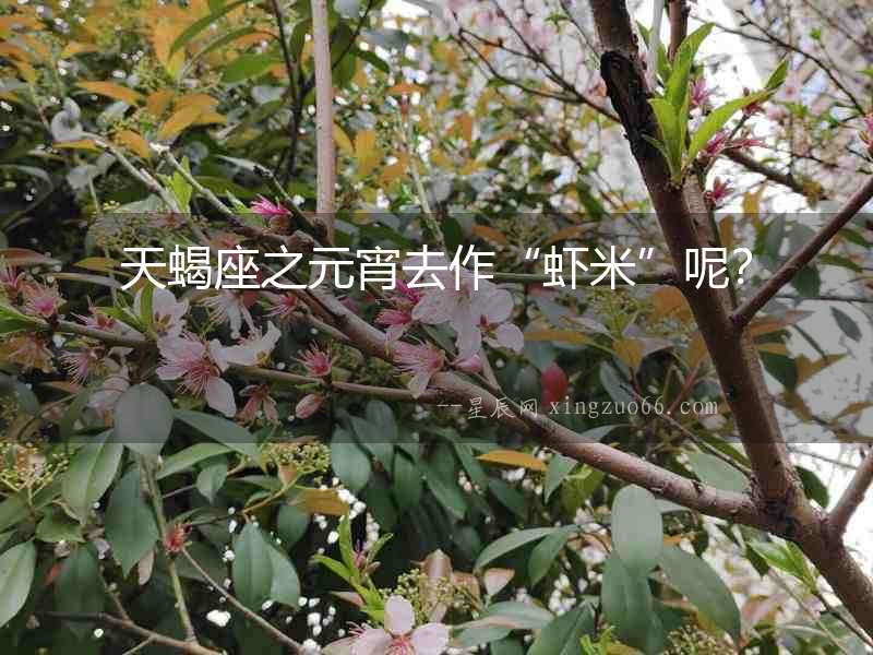 天蝎座之元宵去作“蝦米”呢？