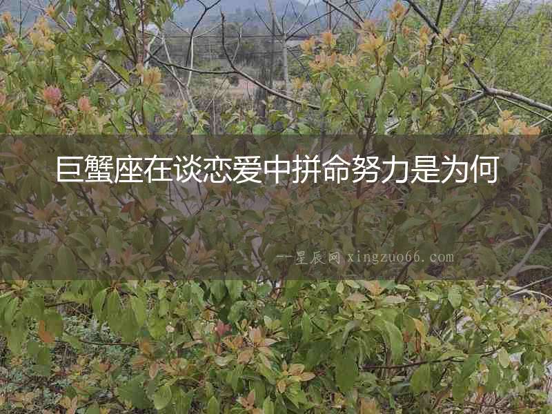 巨蟹座在談戀愛中拼命努力是為何