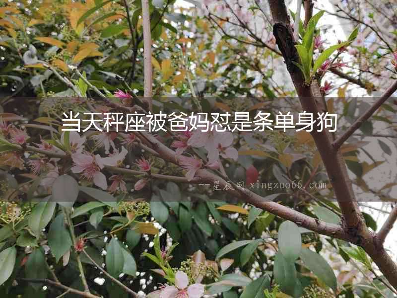 當天秤座被爸媽懟是條單身狗