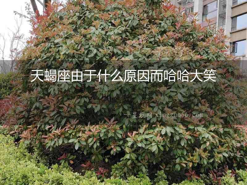 天蝎座由于什么原因而哈哈大笑