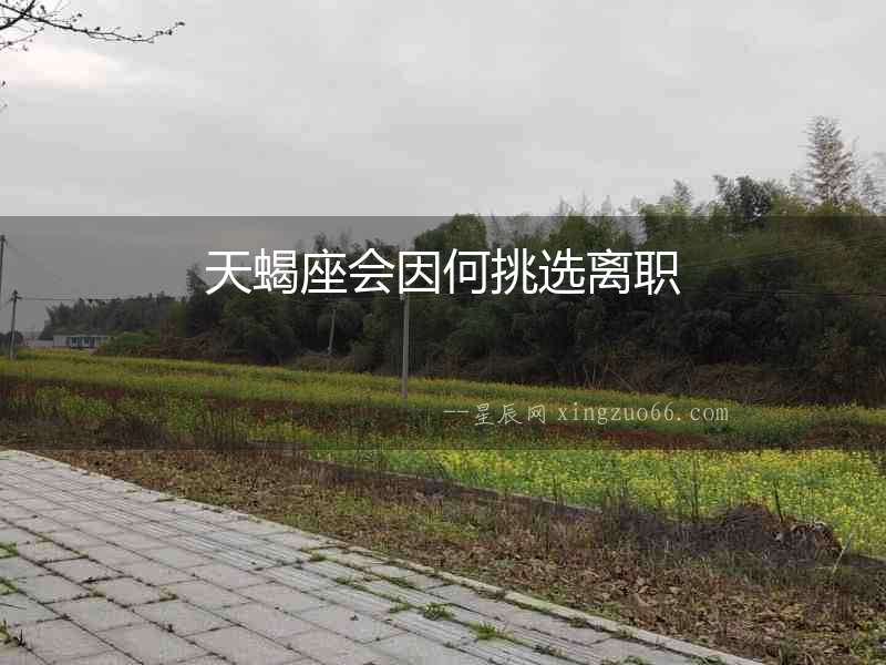 天蝎座會因何挑選離職