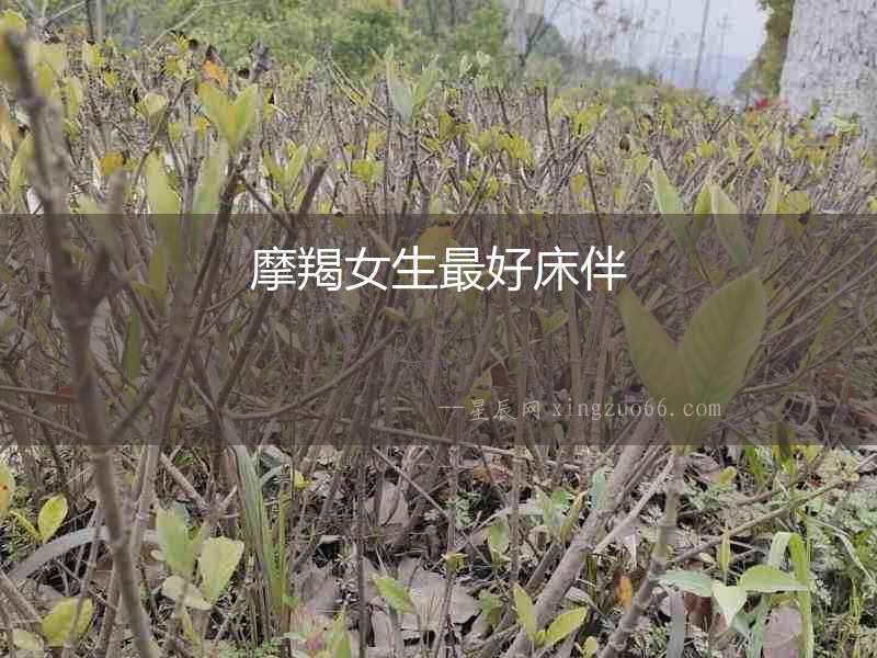 摩羯女生最好床伴