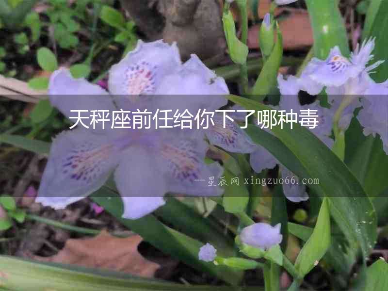 天秤座前任給你下了哪種毒
