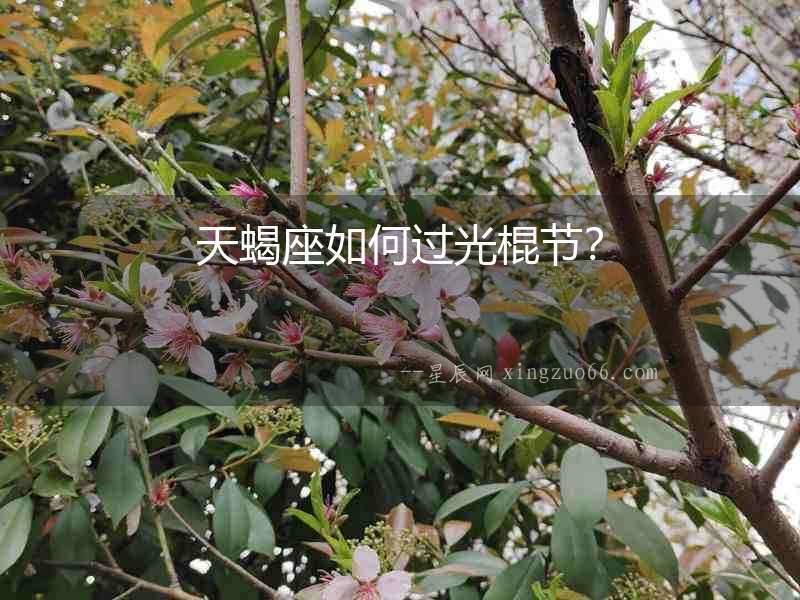天蝎座如何過光棍節？