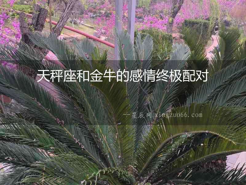 天秤座和金牛的感情終極配對