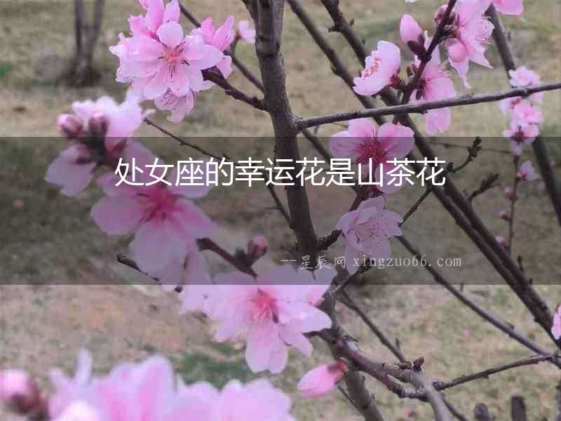 處女座的幸運花是山茶花